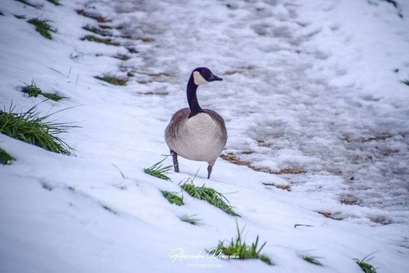 dsc_1984-standard.jpg