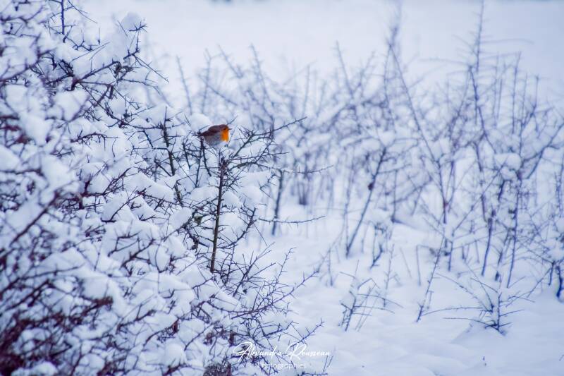 dsc_2001-standard-p75qi5.jpg