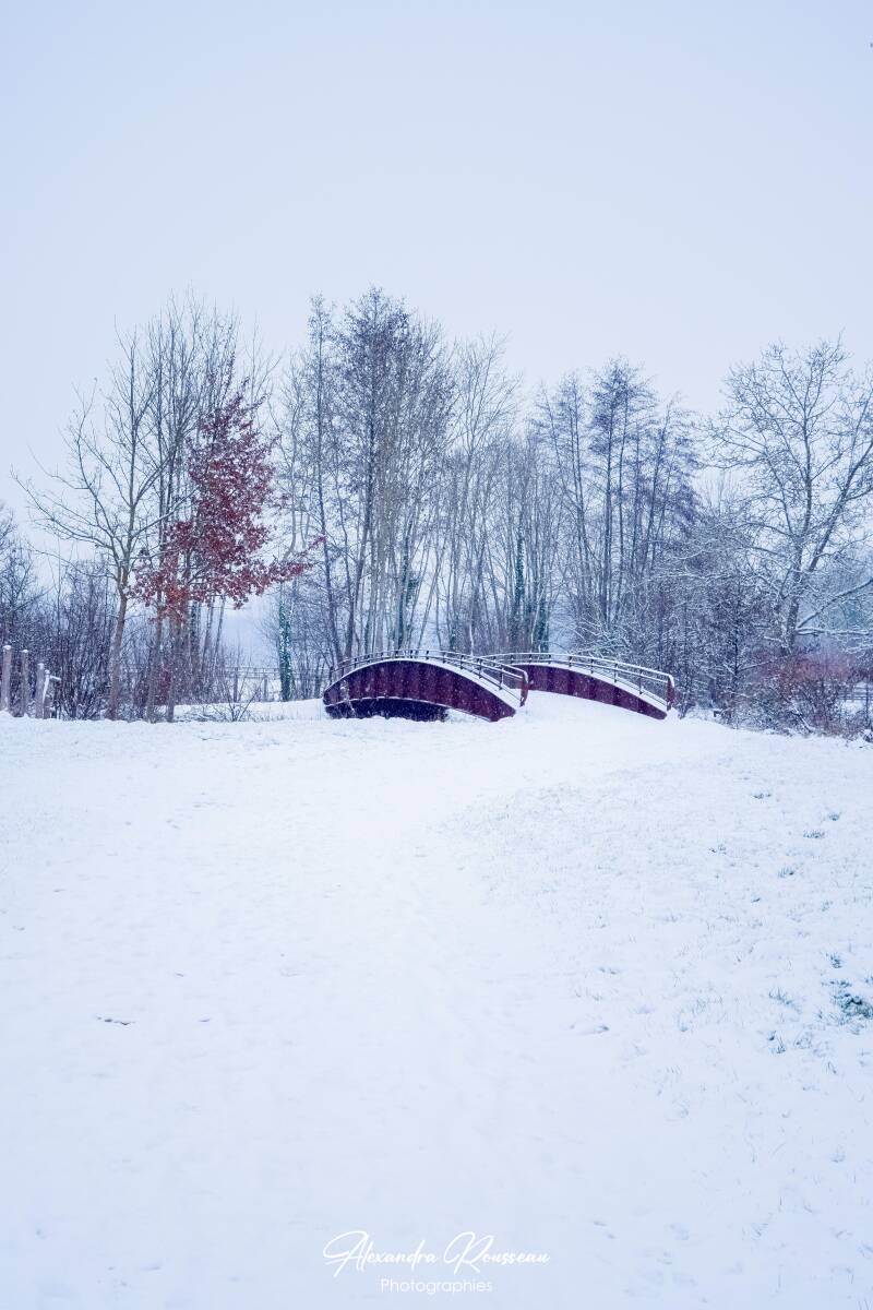 dsc_2051-standard.jpg