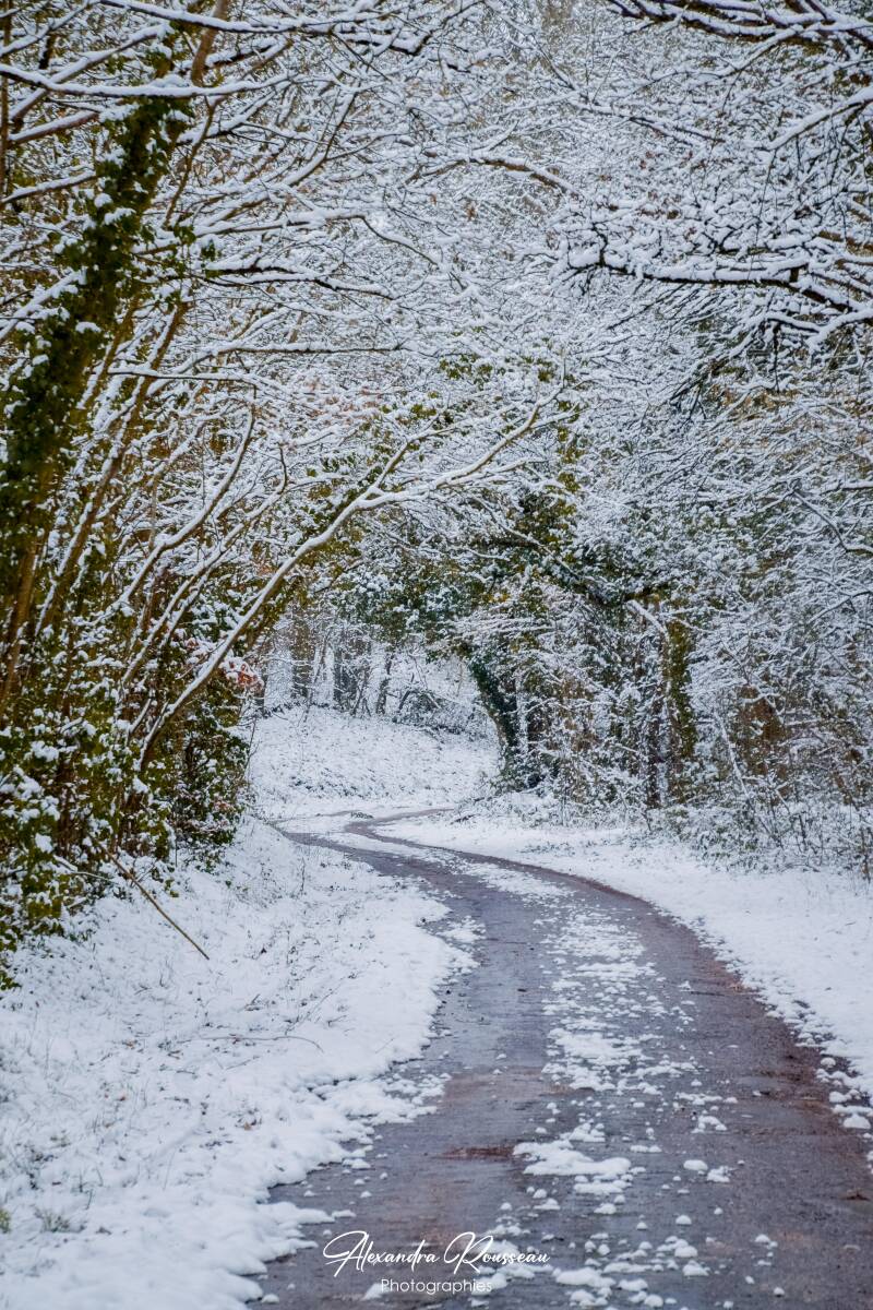 dsc_2081-standard.jpg