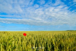 dsc_2681-standard.jpg