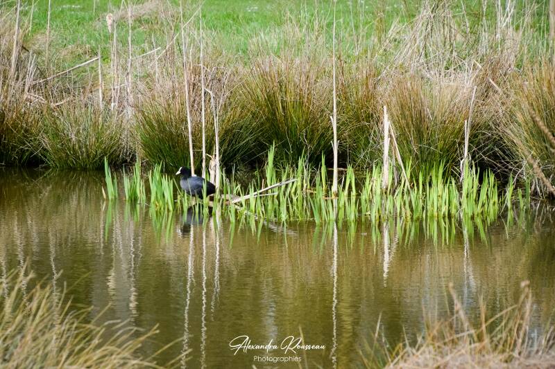 dsc_4023-standard.jpg