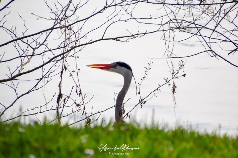 dsc_4203-standard.jpg
