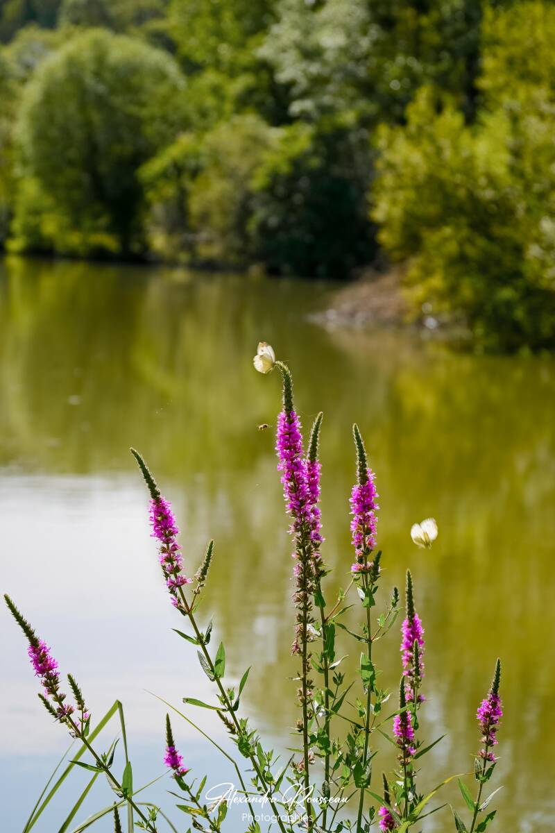 dsc_4386-standard.jpg