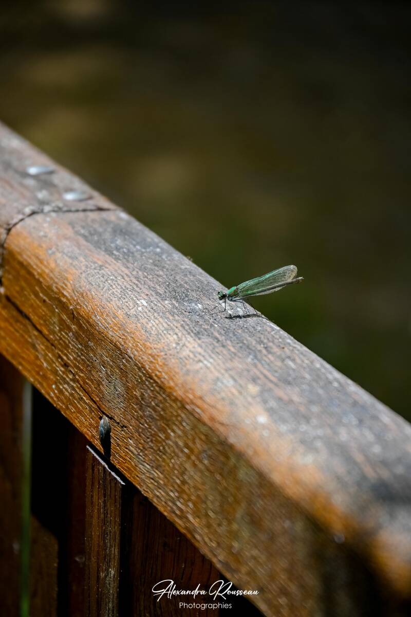 dsc_4415-standard.jpg