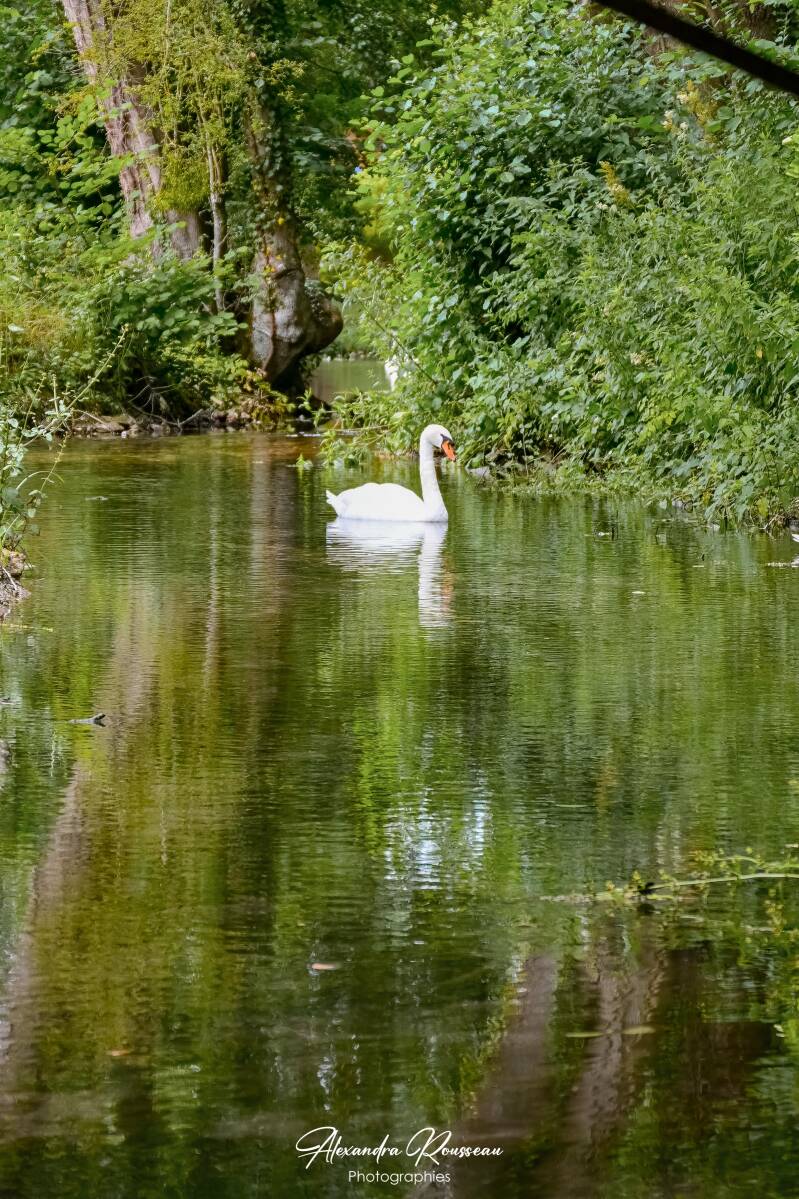 dsc_4454-standard.jpg
