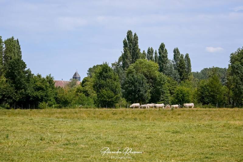 dsc_4468-standard.jpg