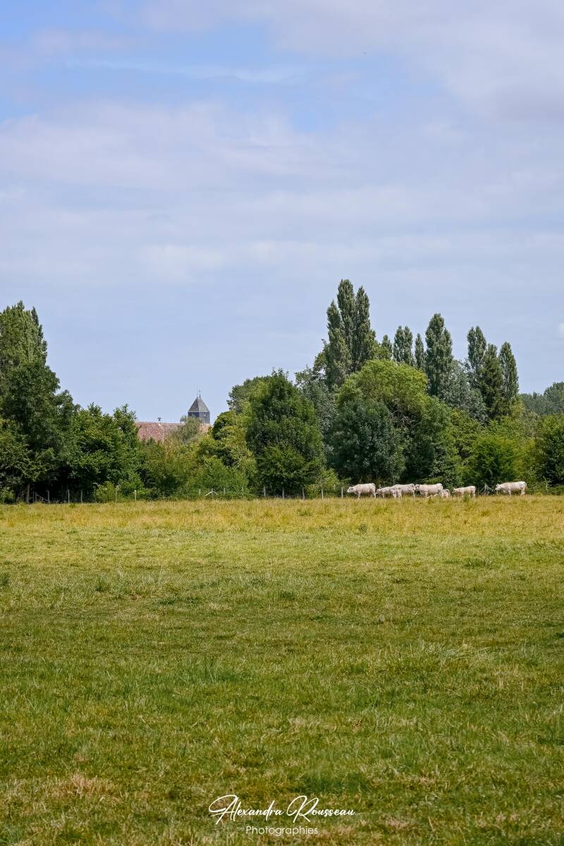 dsc_4470-standard.jpg