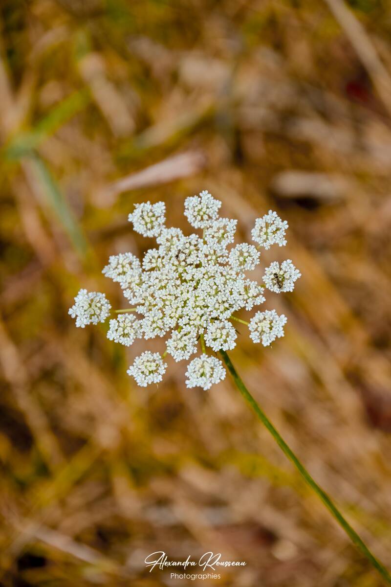 dsc_4716-standard.jpg