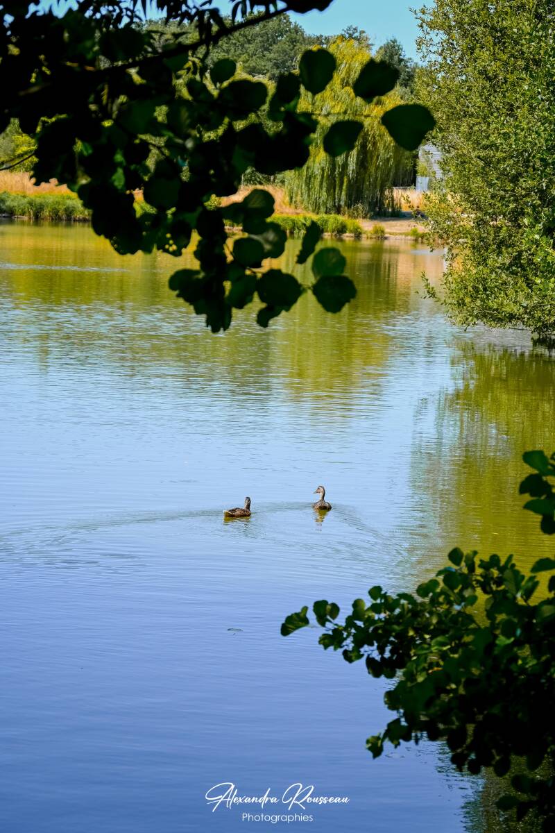 dsc_4720-standard.jpg