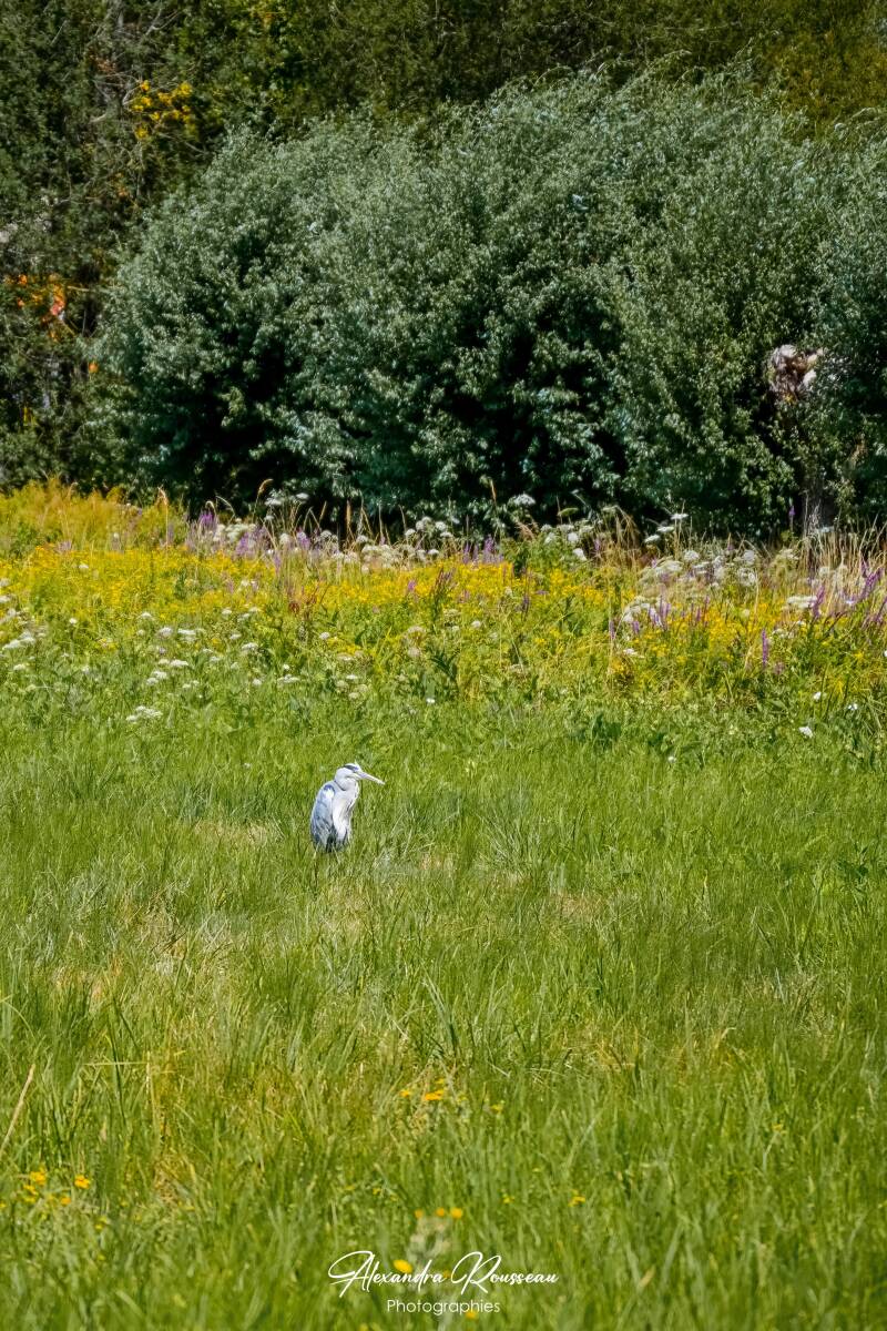dsc_4791-standard.jpg
