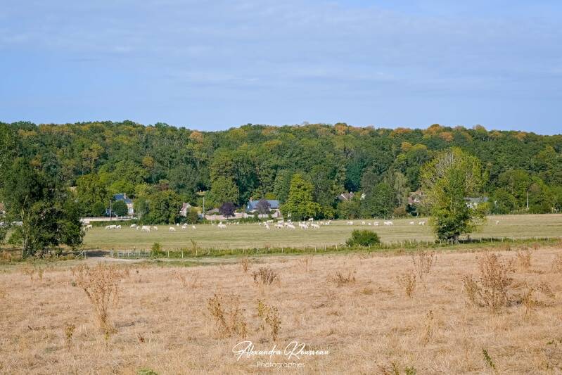 dsc_4988-standard-6ddzef.jpg