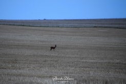 dsc_4998-standard.jpg