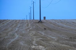 dsc_5000-standard.jpg