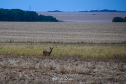dsc_5008-standard.jpg