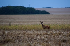 dsc_5012-standard.jpg