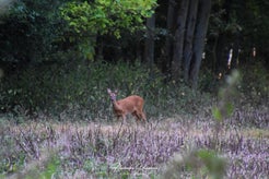 dsc_5071-standard.jpg