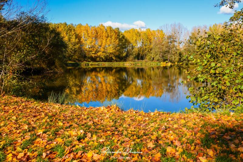 dsc_6040-standard.jpg