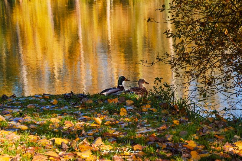 dsc_6041-standard.jpg