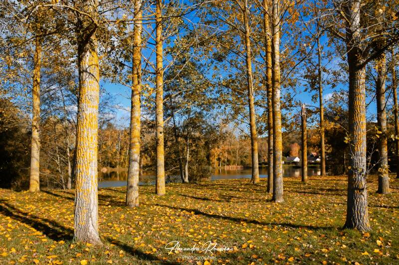 dsc_6049-standard.jpg
