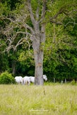 dsc_6584-standard-0ifuok.jpg