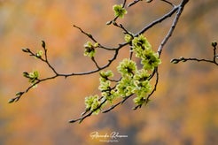 dsc_6664-standard.jpg