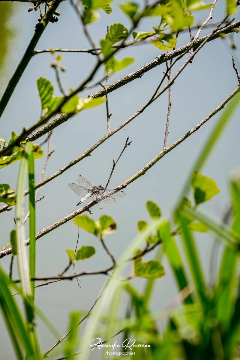dsc_6701-standard.jpg