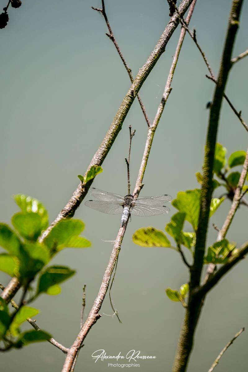 dsc_6702-standard.jpg