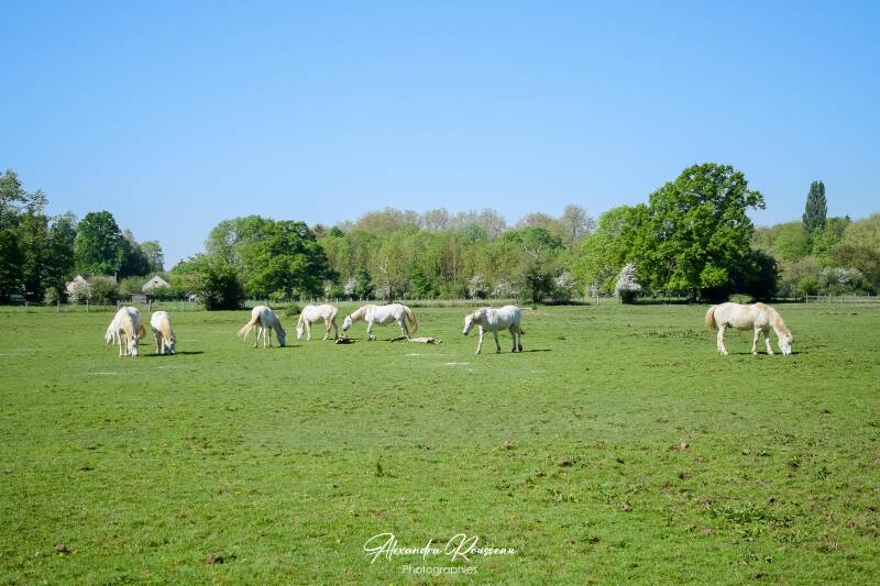 dsc_6889-standard.jpg