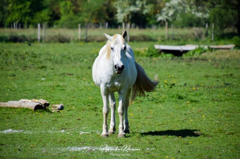 dsc_6890-standard.jpg