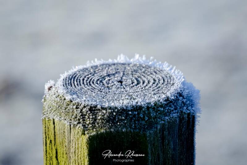 dsc_7216-standard.jpg