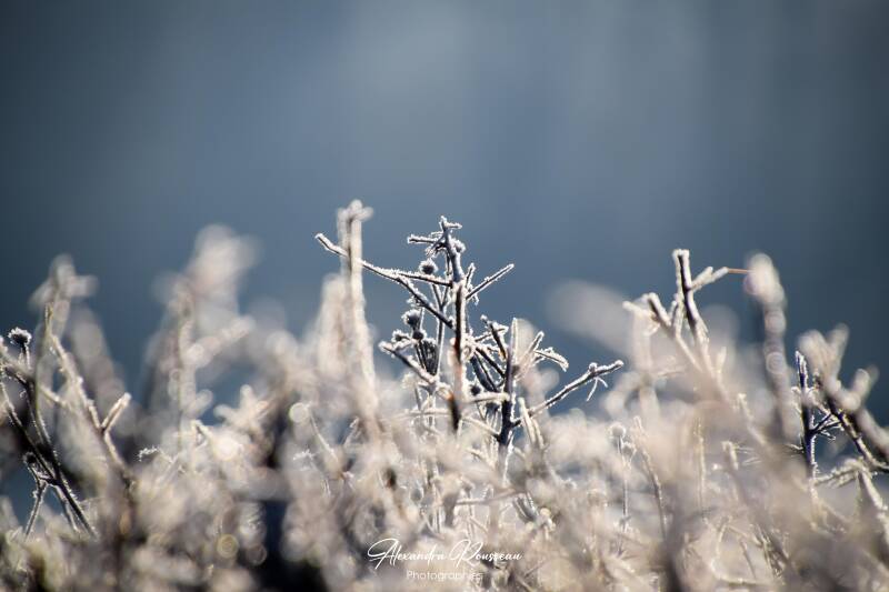 dsc_7282-standard-2bacxt.jpg