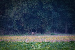 dsc_8354-standard.jpg