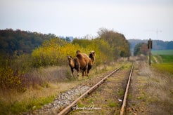dsc_8447-standard.jpg