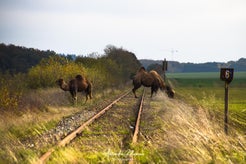 dsc_8462-standard.jpg