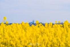 dsc_8930-2-standard.jpg