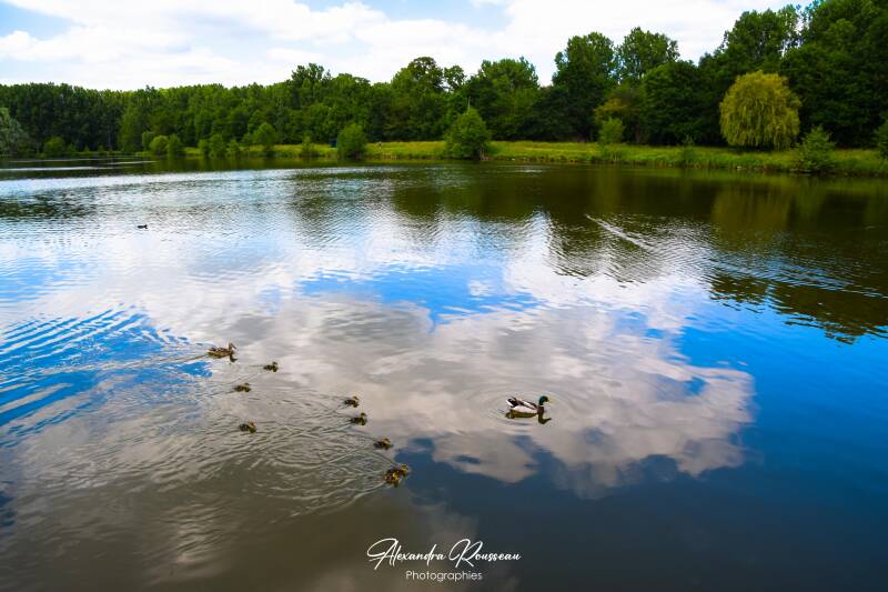 dsc_9911-standard.jpg