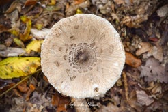 dsc_8283-01.jpg