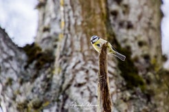 dsc_4047.jpg