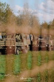 dsc_8105.jpg