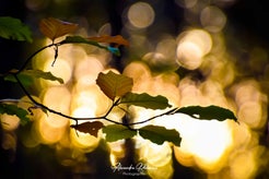 dsc_9444.jpg