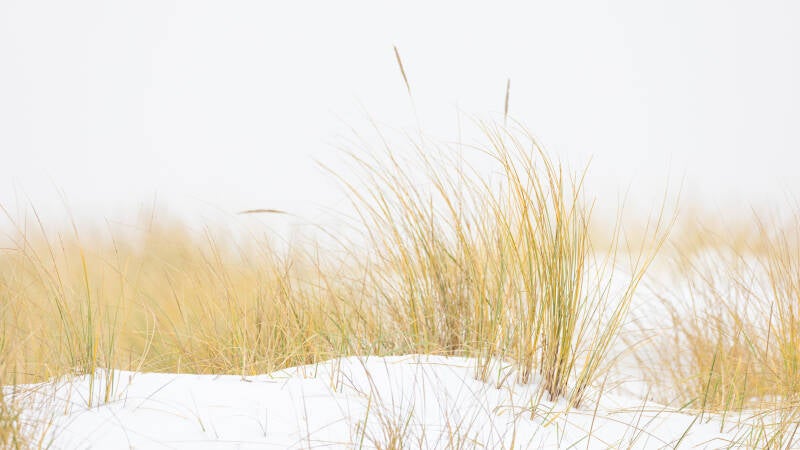 ameland-jan26-7-standard.jpg