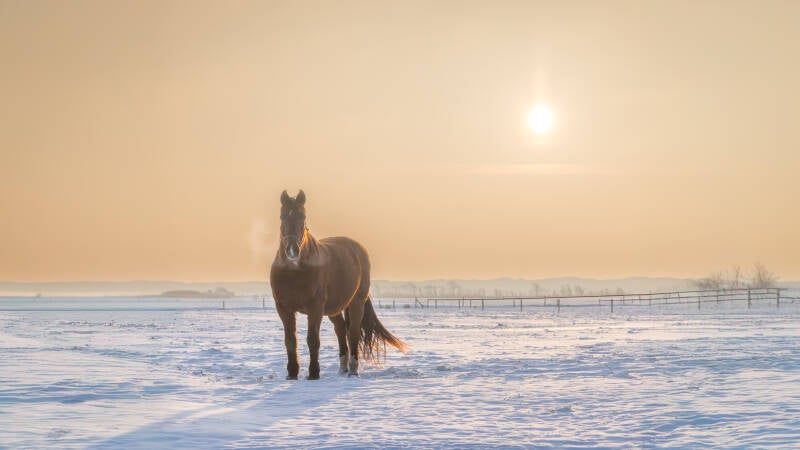 ameland-jan26-standard.jpg