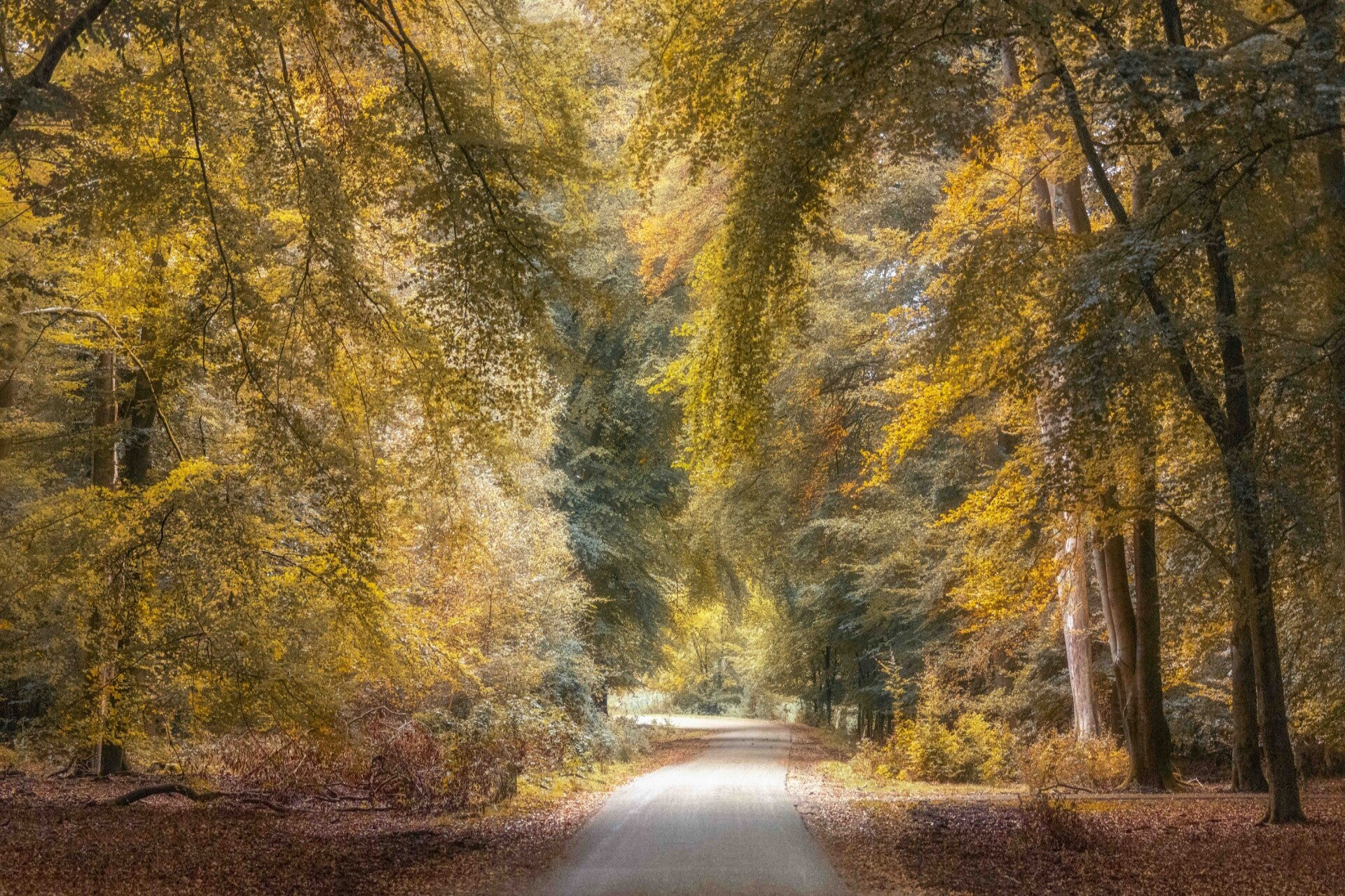Een rustige weg door een herfstbos met goudgele bladeren en sfeervol licht tussen de bomen.