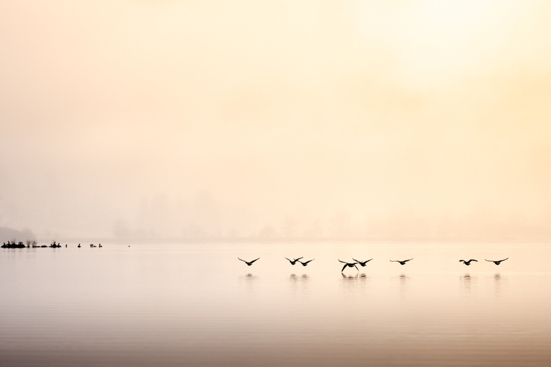 Vogels vliegen laag over spiegelglad water in een stil en nevelig landschap met zacht ochtendlicht.