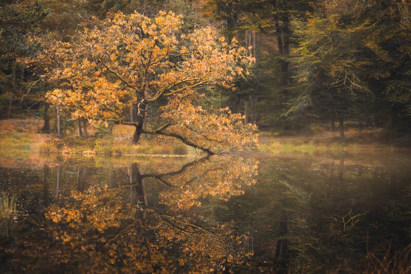 reflect4-standard.jpg