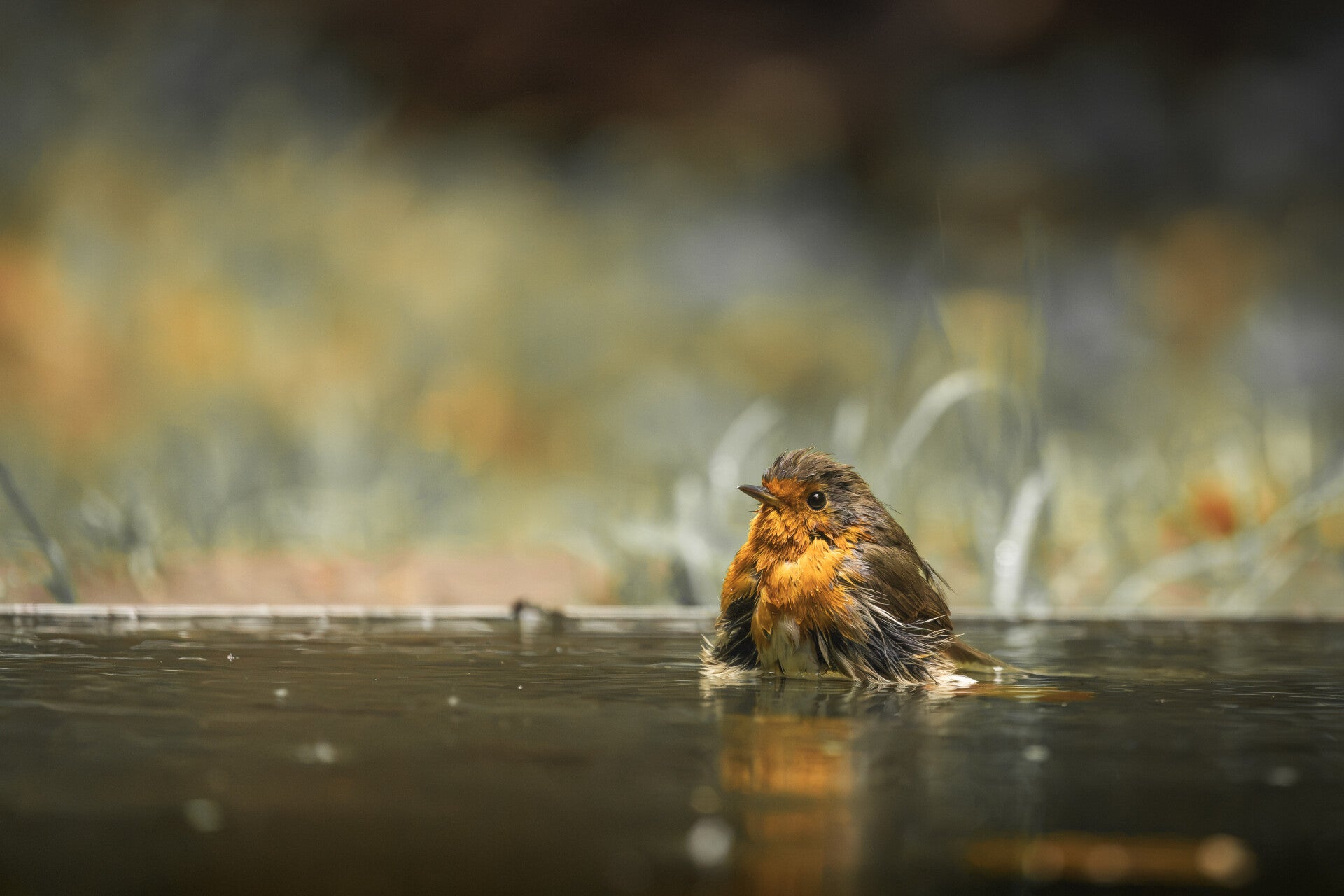 Een roodborstje neemt een bad in ondiep water, tegen een zachte achtergrond van natuurlijke kleuren.