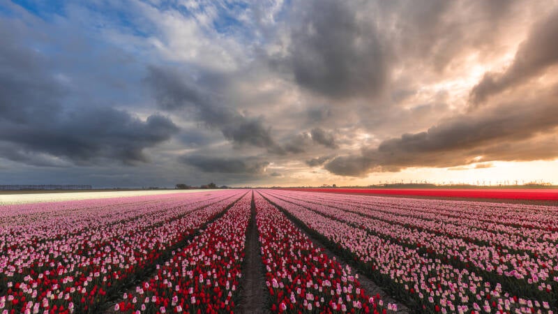 tulpen1-standard.jpg