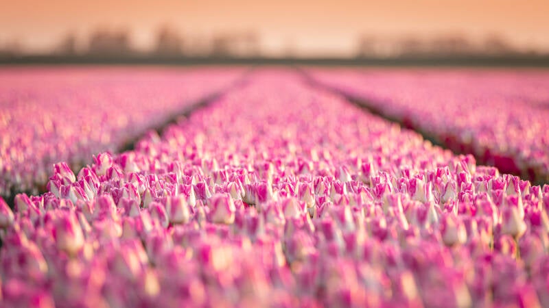 tulpen2-standard.jpg