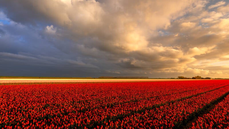 tulpen3-standard.jpg